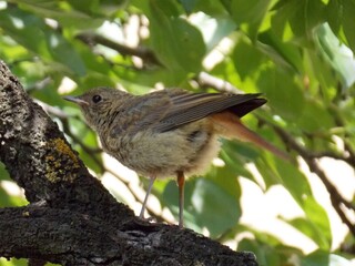 a small bird on a tree