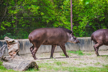 Cute tapir walking on the grass