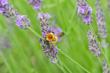 Bourdon dans les lavandes