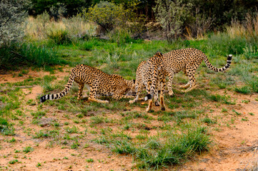 It's Cheetah close view at the Naankuse Wildlife Sanctuary, Namibia, Africa
