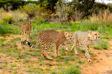 It's Cheetah close view at the Naankuse Wildlife Sanctuary, Namibia, Africa