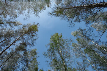 Pine forest with sunlight through the tree
