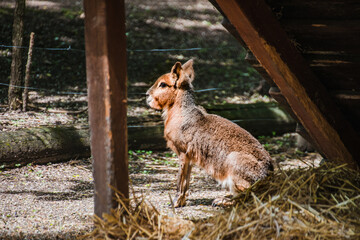 Little kangoo animal sitting on his cage