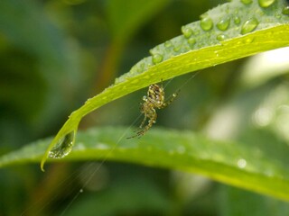 spider after rain with droplets