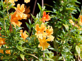 Mimulus aurantiacus | Mimule glutineux ou Mimule orange, une plante buissonnante à fleurs tubulaire, lobées de couleur orange lumineux sur tiges verticales au feuillage nervuré vert luisant 