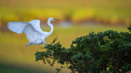 Great Egret landing in a Rookery.