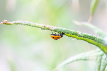 Cute little ladybug with red wings and black dotted hunting for plant louses as biological pest...