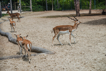 Little deer animals with hornes