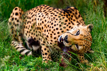 It's Close up of a Cheetah at the Naankuse Wildlife Sanctuary, Namibia, Africa