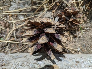 pine cones