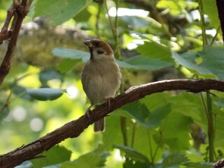 a little sparrow on a branch