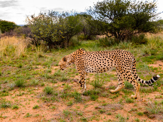 It's Cheetah at the Naankuse Wildlife Sanctuary, Namibia, Africa