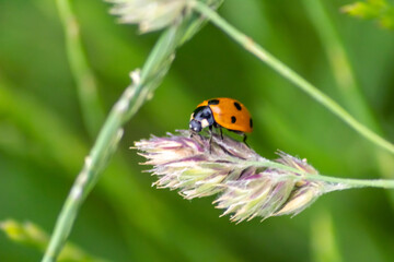 Cute little ladybug with red wings and black dotted hunting for plant louses as biological pest control and natural insecticide for organic farming with natural enemies reduces agriculture pesticides