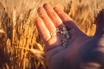 A young man's hand touching some ear of corns in a wheat field. Young boy in a concettual scene