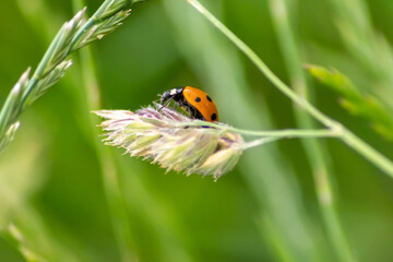 Cute little ladybug with red wings and black dotted hunting for plant louses as biological pest control and natural insecticide for organic farming with natural enemies reduces agriculture pesticides