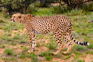 It's Cheetah at the Naankuse Wildlife Sanctuary, Namibia, Africa