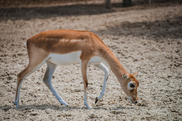Little deer animal on the sand
