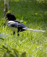magpie on green grass