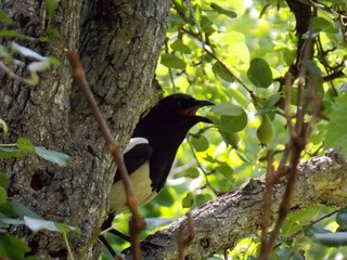 a magpie with an open beak on a tree