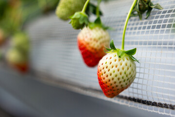 Fresh strawberries at field of a self-picking farm