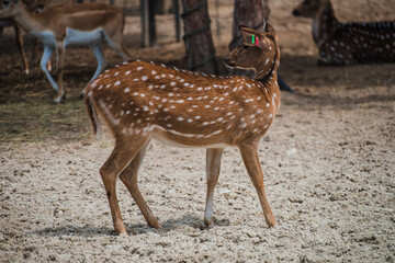 Little deers with dotted coat