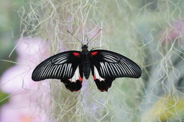 beautiful black with red spots butterfly sitting on the vine