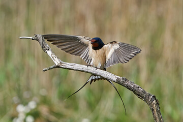 Barn swallow (Hirundo rustica)