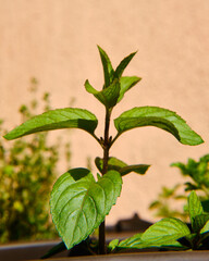 Green peppermint plant