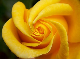 Fototapeta na wymiar one yellow rose in bloom