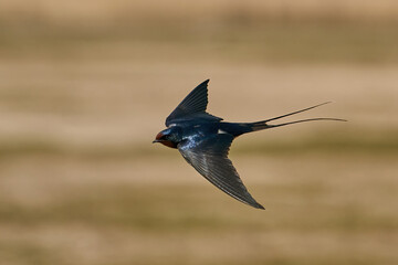 Barn swallow (Hirundo rustica)