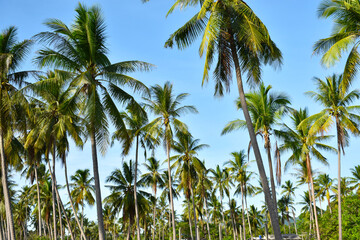 Coconut plantation with blue sky