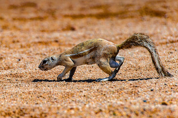 It's Meerkat close view in Namibia