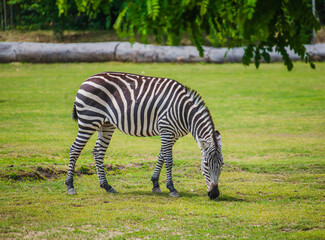 Fototapeta na wymiar The zebra grazes on the grass