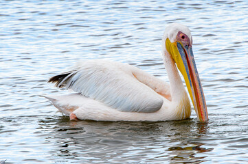 It's Pelicans, Walvish Bay, Namibia