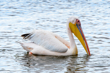 It's Pelicans, Walvish Bay, Namibia