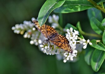 butterfly on a flower