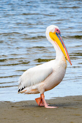 It's Pelican, Walvis Bay, Namibia