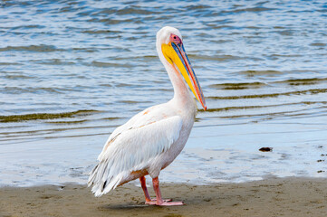 Fototapeta na wymiar It's Pelican, Walvis Bay, Namibia