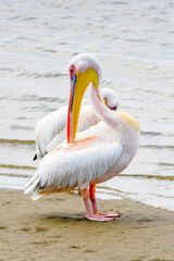 It's Pelican, Walvis Bay, Namibia