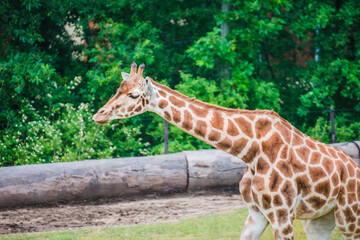 The giraffe stand on the grass
