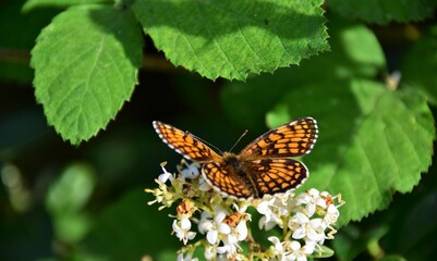 butterfly on a flower