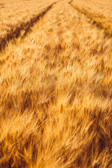 Wheat gold field with tractor tracks, soft focus and bokeh