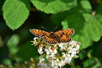 butterfly on flower