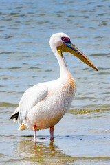 Fototapeta na wymiar It's Pelican, Walvish Bay, Atlantic Ocean, Namibia