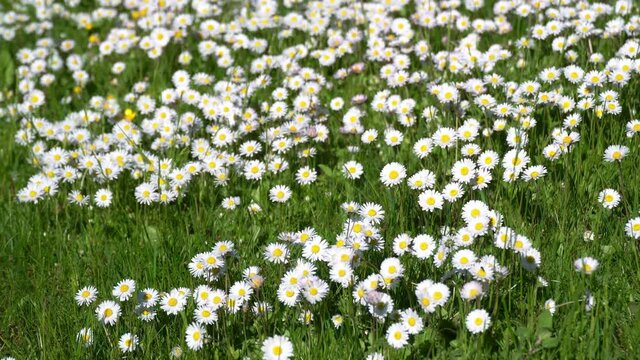 white daisy field. field of white daisies in the wind swaying close up.