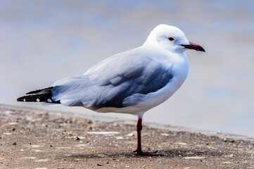 Naklejka premium It's Albatross on a coastline of the Atlantic Ocean, the Walvis Bay, Namibia