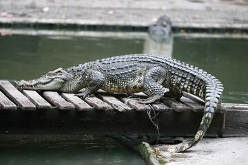 The big crocodile in the farm