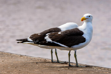 It's Albatross of the Walvis Bay, Atlantic Ocean, Namibia