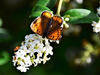 butterfly on flower
