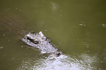 The big crocodile in the farm
